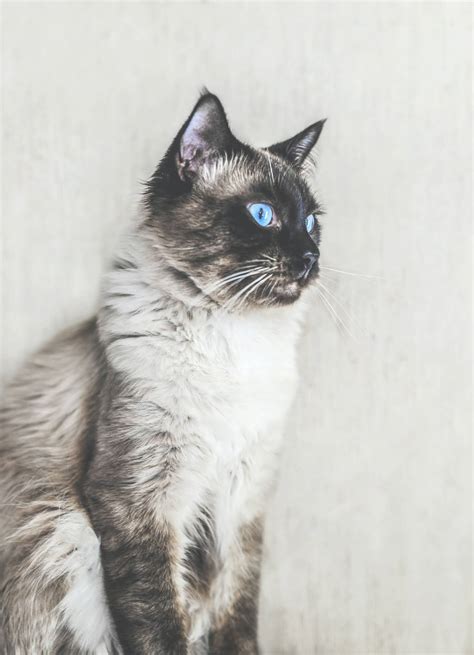 Balinese cat breed-History, Personality, Care and Facts - Familiarity with Animals-FWA