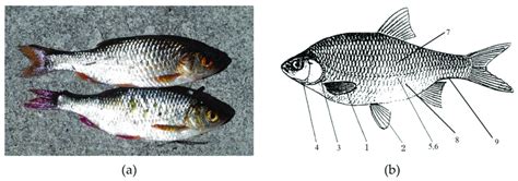 (a) appearance of caught common roach; (b) diagram of meristic features... | Download Scientific ...