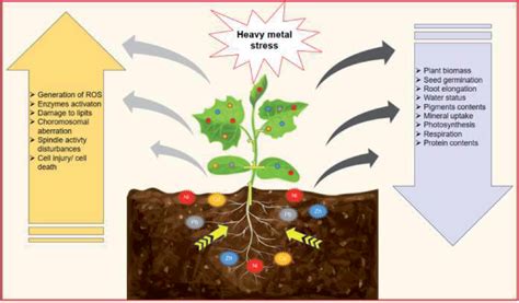 Figure 3 from How Abiotic Stress Conditions Affects Plant Roots ...