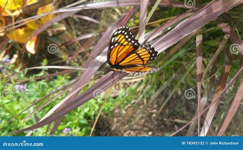 Monarch Butterfly Side View Stock Photo - Image of black, orange: 78392132