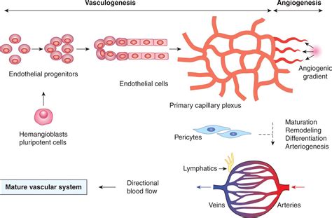 Angiogenesis | Oncohema Key