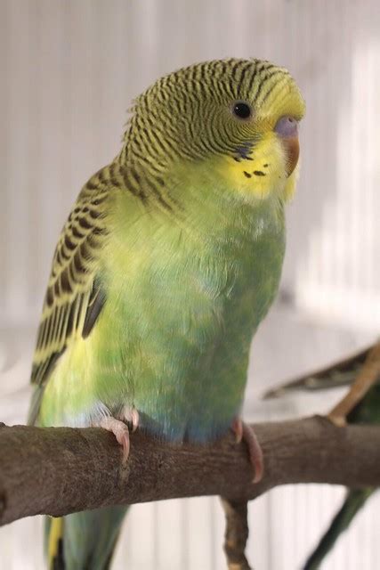 baby budgie | Flickr - Photo Sharing!