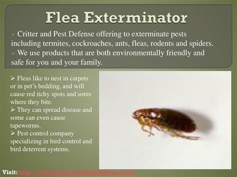 PPT - Flea Exterminator PowerPoint Presentation, free download - ID:7135993