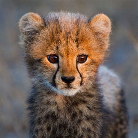 Baby Cheetah | Animals, Cheetah pictures, Wild cats