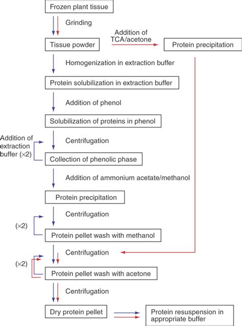 Flowchart of protein extraction protocol.Blue arrows indicate phenol... | Download Scientific ...