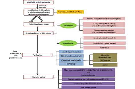 Detection, purification and characterization procedures of siderophores ...