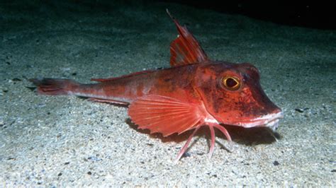 Red gurnard | The Wildlife Trusts