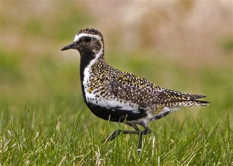 Golden Plover - BirdWatch Ireland