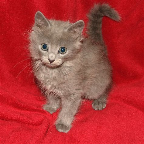 Nebelung Info, Personality, Pictures, Kittens