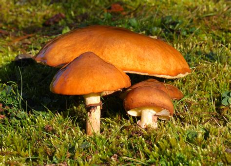 Suillus luteus - Alchetron, The Free Social Encyclopedia