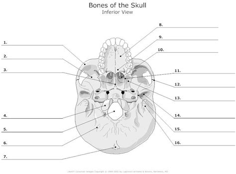 Bones of the Skull Inferior View Diagram | Quizlet