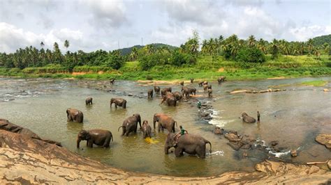 6 Best Sri Lanka Wildlife Photography Tours - Regenerative Travel