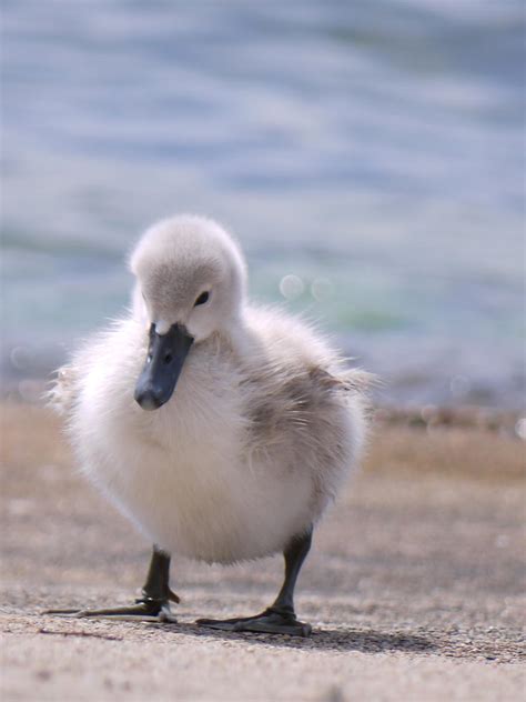 Baby Swan by Grandmagoingnuts on DeviantArt