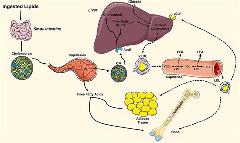 Frontiers | Dual Effects of Lipid Metabolism on Osteoblast Function