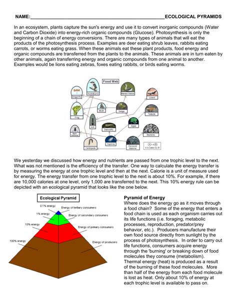 Ecological Pyramids Worksheet Answer Key