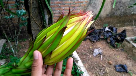 Ciri-Ciri Bunga Buah Naga yang Akan Mekar Malam Hari | Dragon Fruit ...