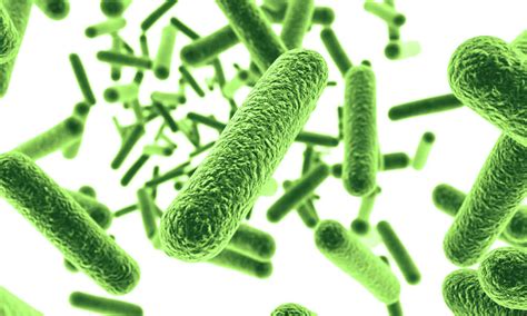 Can You Improve Your Microbiome with Probiotics? - Biomify