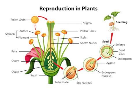 Reproduction in plants diagram - Lup Wai - Parent Whisperer