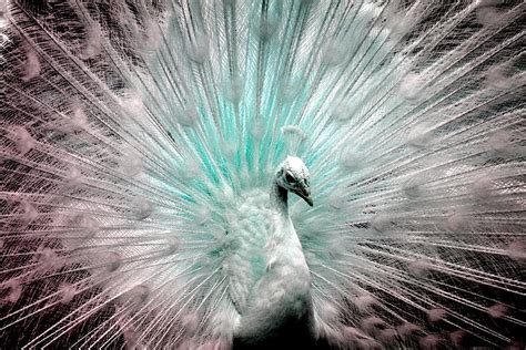 Leucistic White Peacock Photograph by Deena Stoddard - Pixels