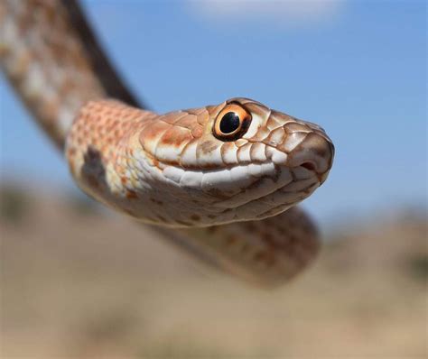 What the heck is a CoachWhip Snake? | Friends of Goodan Ranch ...