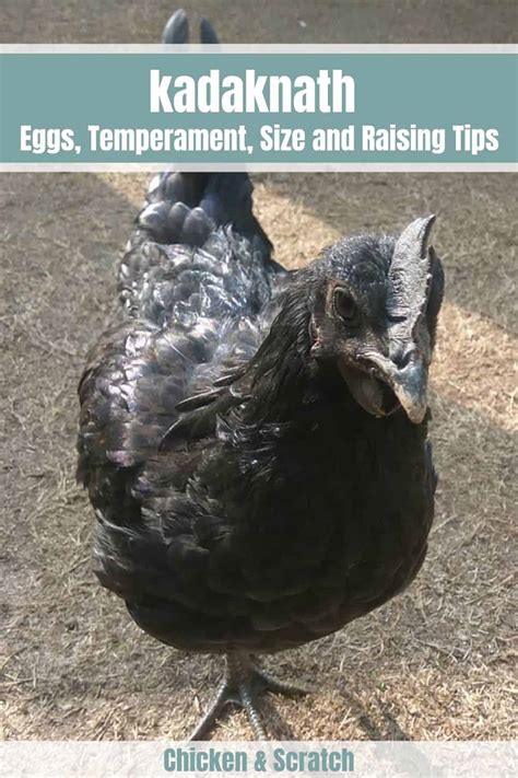 Kadaknath Chicken: Eggs, Temperament, Size and Raising Tips