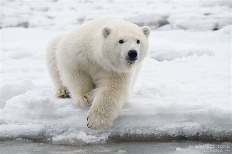 Polar bears Arctic Alaska Arctic National Wildlife Refuge Ursus maritimus