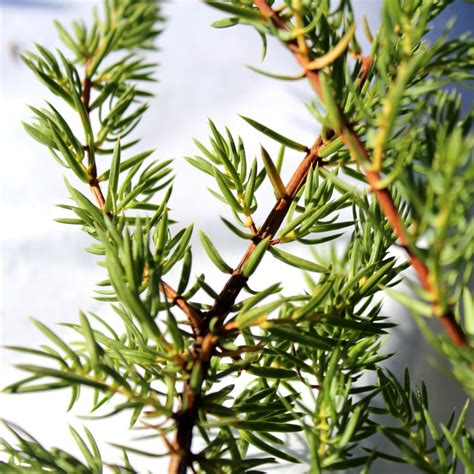 Borovica Juniperus Communis - GledajOvo