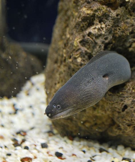 Black Eel Fish Hiding on Brown Coral · Free Stock Photo