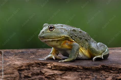 The African Giant Bullfrog (Pyxicephalus adspersus) is the world's ...