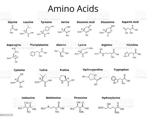 Amino Acids Chemical Molecular Formula Of Amino Acids Vector Illustration On Isolated Background ...