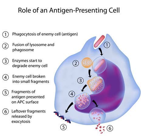 What are Lymphocytes? - Interactive Biology, with Leslie Samuel