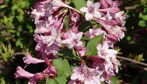 How to Plant Weigela Shrubs | Garden Guides