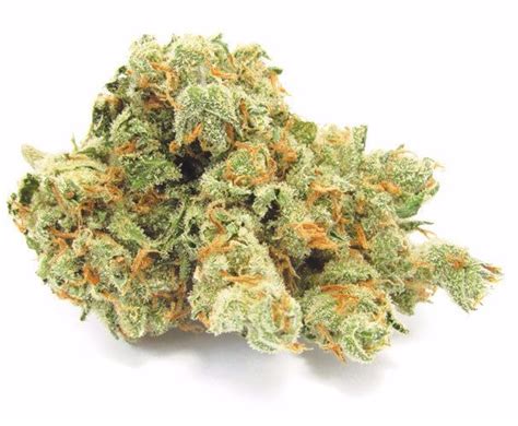 Jack Frost Strain Information | Cannafo | Marijuana | Cannabis ...