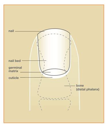 How To Tell If Your Nail Bed Is Damaged - Bed Western