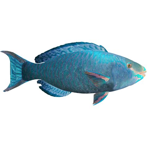 Queen Parrotfish (MasterChief123) | ZT2 Download Library Wiki | Fandom