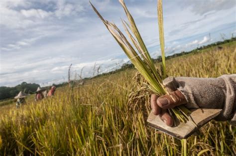 Panen Padi Menggunakan Alat Tradisonal | ANTARA Foto