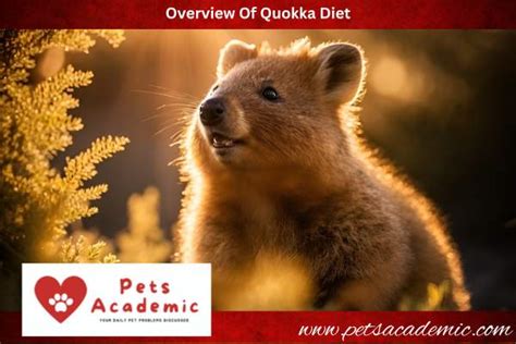 What Do Quokkas Eat? Know About The Quokka Facts! – Pets Academic