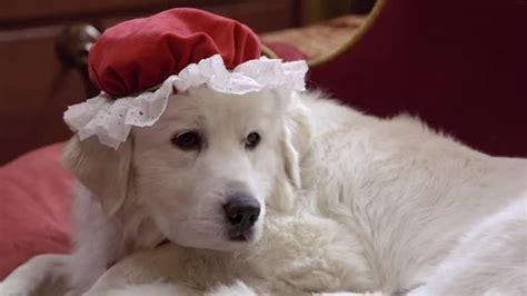 Santa Paws 2: The Santa Pups (2012) - Backdrops — The Movie Database (TMDB)