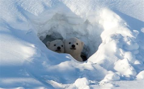 Polar bear cubs in a den : r/aww