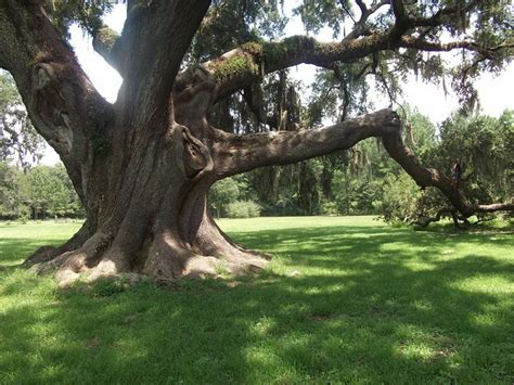 300 year old Oak tree in Gainesville, Florida | Tree, Oak tree, Old oak tree