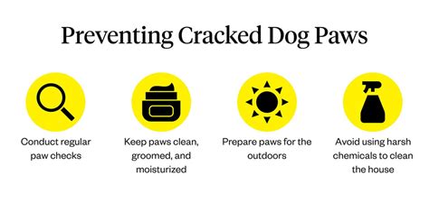 Cracked Dog Paws: Causes & Treatments | Dutch