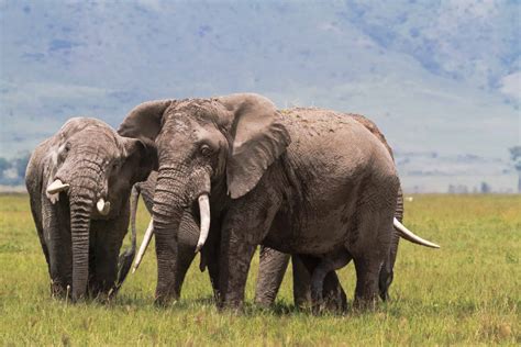 Ngorongoro Crater Safari | Guide, Prices & Weather [2024]