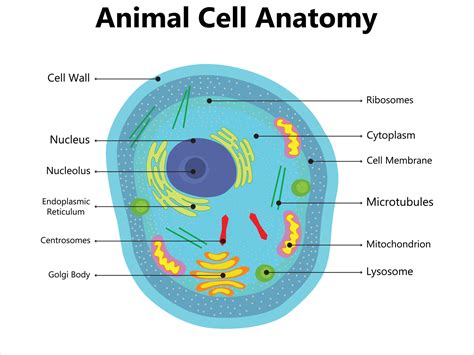 Illustration of the Plant cell anatomy structure. Vector infographic ...