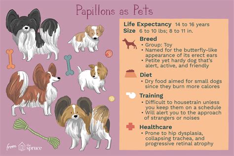 Papillon: Dog Breed Characteristics & Care