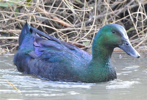 Amazing 'green' Cayuga duck spotted in Canterbury on River Stour