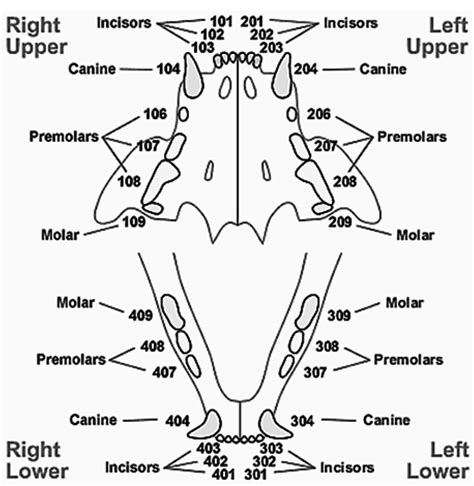 Cat Teeth Diagram - General Wiring Diagram