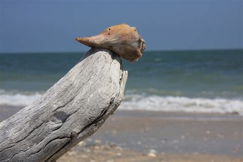 Charleston Daily Photo: She sells sea shells...