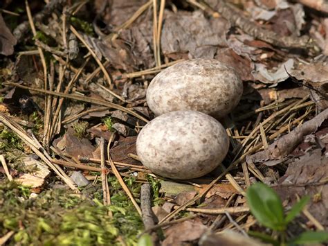 Nightjar Bird Facts (Caprimulgus europaeus) | Birdfact