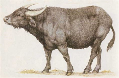 Art illustration - Water buffalo: (Bubalus bubalis) is a large bovid from Southeast Asia. It is ...