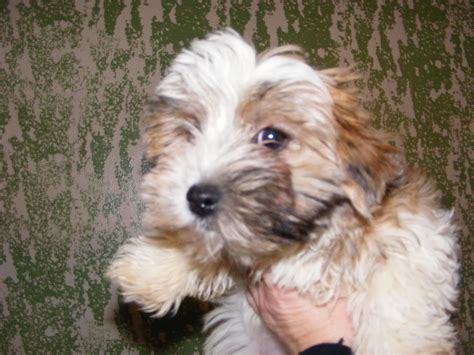 Beautiful Biewer Terrier | Puppies For Sale